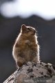 Chipmunks, Banff Chipmunks, Banff