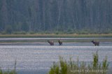 Elks in Vermilion Lake, Banff Elks in Vermilion Lake, Banff