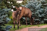 Elks in Banff Town, Banff Elks in Banff Town, Banff