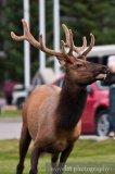 Elks in Banff Town, Banff Elks in Banff Town, Banff