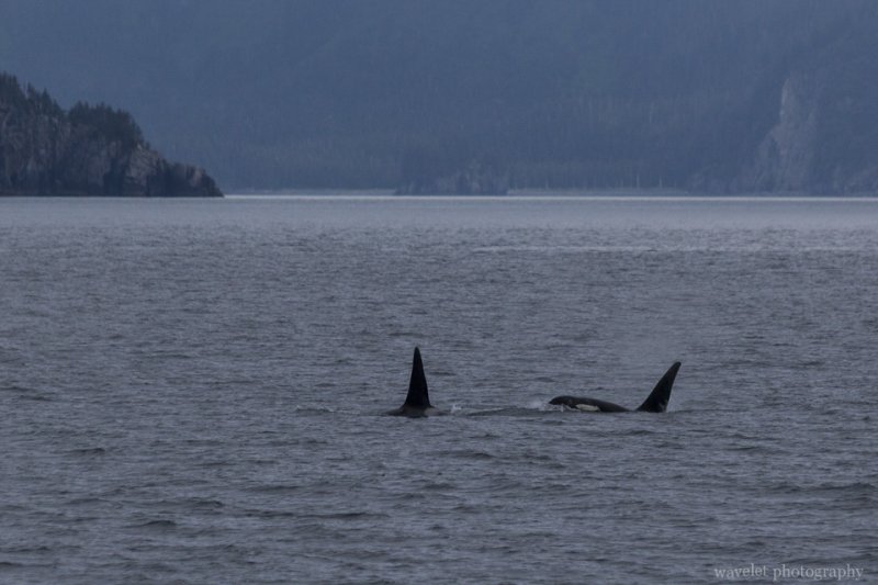 Killer Whales, Kenai Fjords National Park, Alaska Killer Whales, Kenai Fjords National Park, Alaska