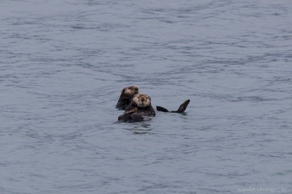 Sea Otters, Kenai Fjords National Park, Alaska Sea Otters, Kenai Fjords National Park, Alaska