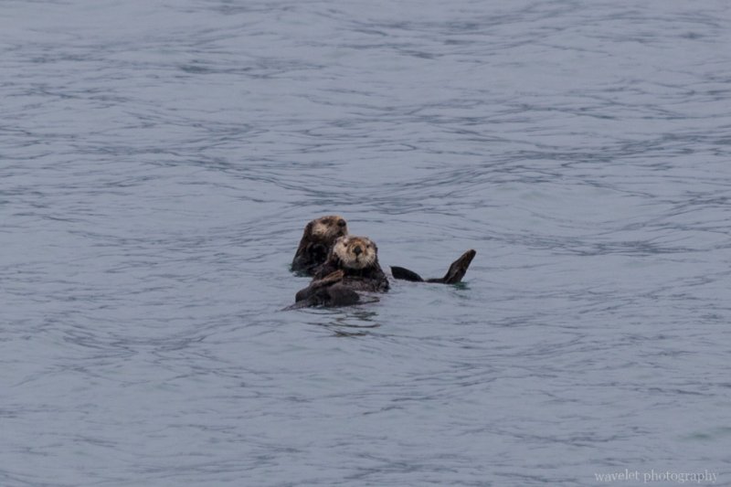 Sea Otters, Kenai Fjords National Park, Alaska Sea Otters, Kenai Fjords National Park, Alaska