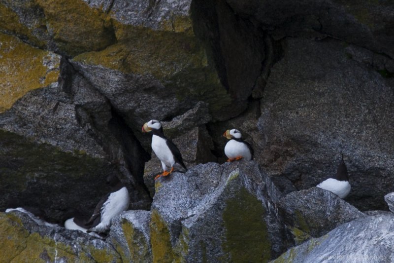 Alaska Puffins, Kenai Fjords National Park, Alaska Alaska Puffins, Kenai Fjords National Park, Alaska