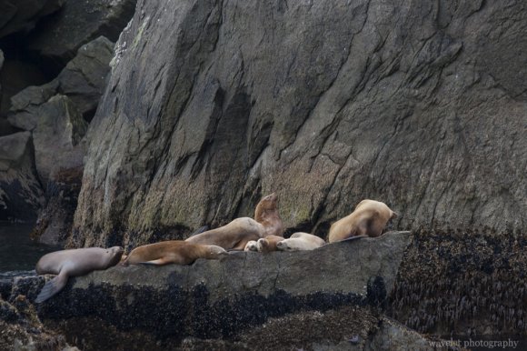 Sea Lions, Kenai Fjords National Park, Alaska Sea Lions, Kenai Fjords National Park, Alaska