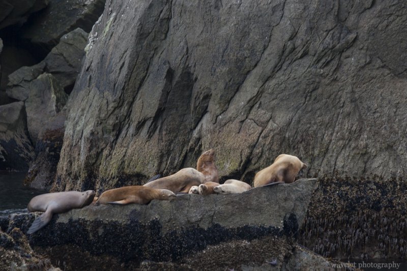 Sea Lions, Kenai Fjords National Park, Alaska Sea Lions, Kenai Fjords National Park, Alaska