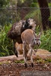 Emu and Walleby Emu and Walleby