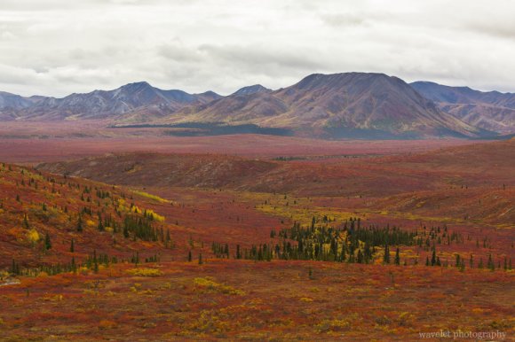 Denali National Park, Alaska Denali National Park, Alaska