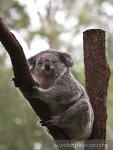 Koala Koala
