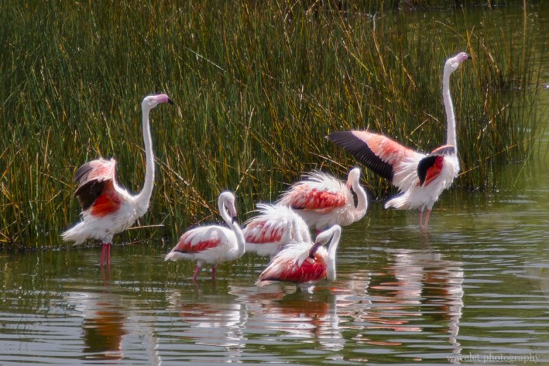 Greater Flamingo, Arusha National Park, Tanzania Greater Flamingo, Arusha National Park, Tanzania