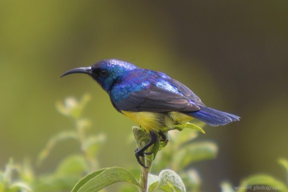 Collared Sunbird, Arusha National Park, Tanzania Collared Sunbird, Arusha National Park, Tanzania