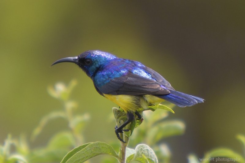 Collared Sunbird, Arusha National Park, Tanzania Collared Sunbird, Arusha National Park, Tanzania