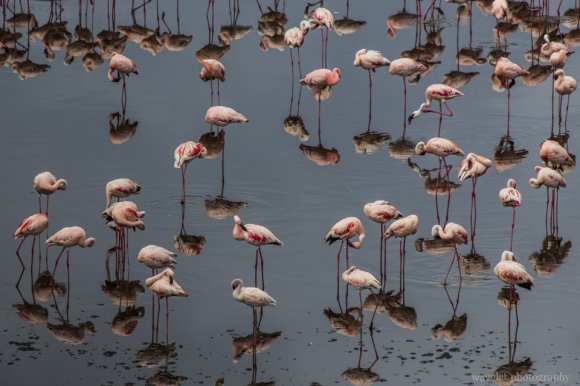 Lesser Flamingo, Arusha National Park, Tanzania Lesser Flamingo, Arusha National Park, Tanzania