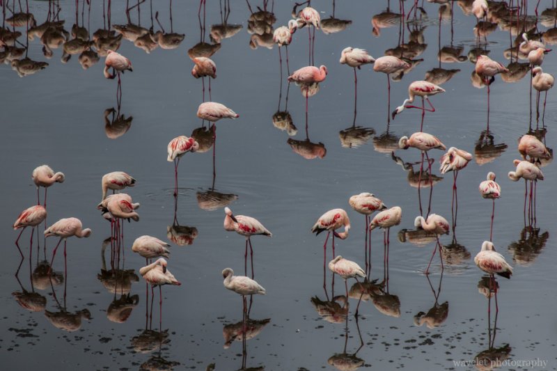 Lesser Flamingo, Arusha National Park, Tanzania Lesser Flamingo, Arusha National Park, Tanzania