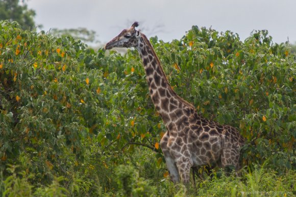 Giraffes at the entrance of Arusha National Park, Tanzania Giraffes at the entrance of Arusha National Park, Tanzania