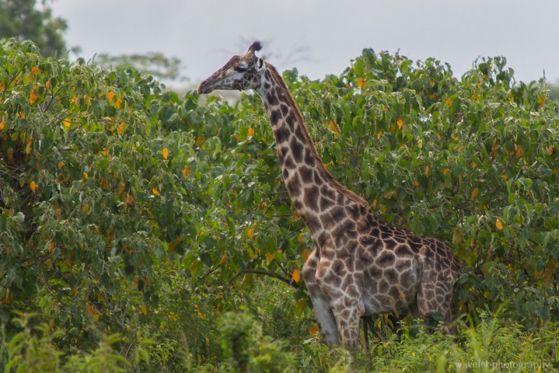 Giraffes at the entrance of Arusha National Park, Tanzania Giraffes at the entrance of Arusha National Park, Tanzania
