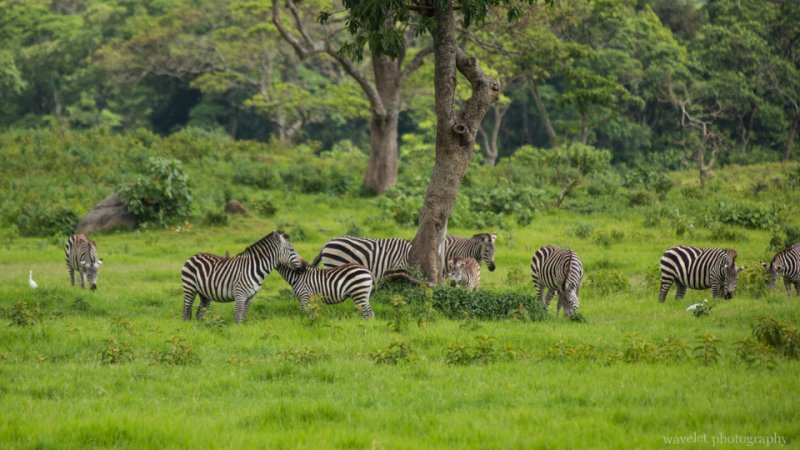Zebras, Arusha National Park, Tanzania Zebras, Arusha National Park, Tanzania