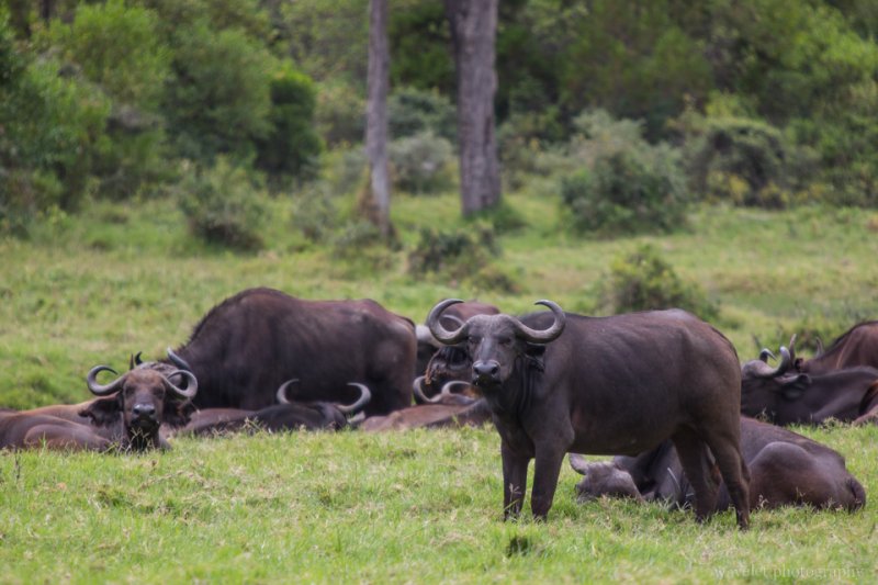 Buffaloes at Buffalo Glade, Arusha National Park, Tanzania Buffaloes at Buffalo Glade, Arusha National Park, Tanzania