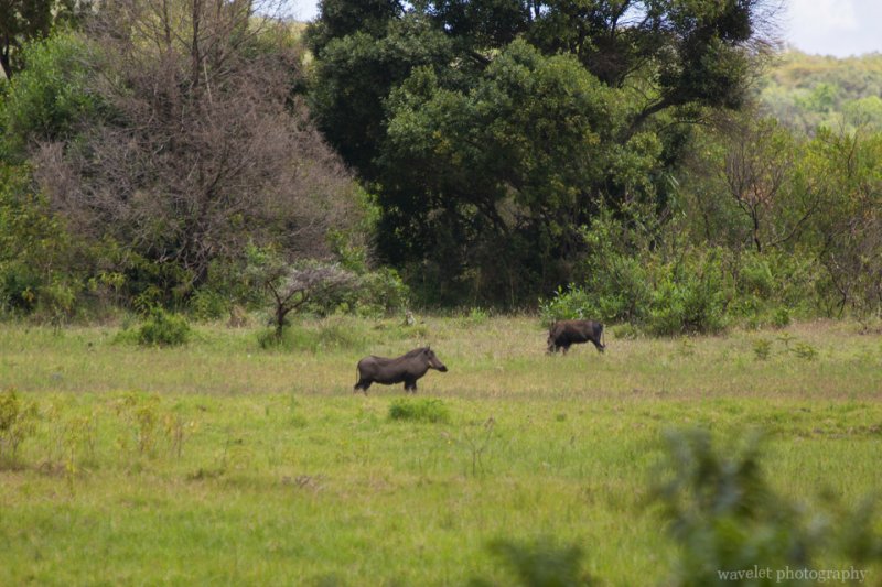 Bushpigs at Buffalo Glade, Arusha National Park, Tanzania Bushpigs at Buffalo Glade, Arusha National Park, Tanzania