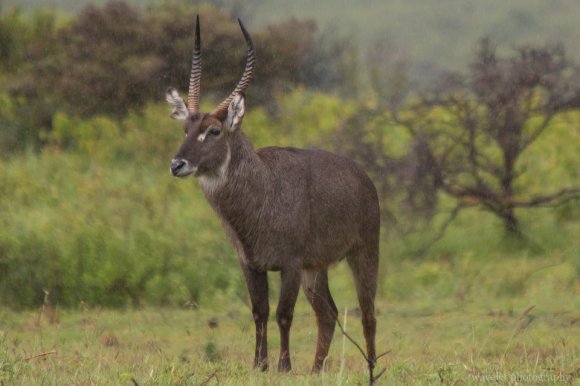 A male Waterbuck in the rain, Arusha National Park, Tanzania A male Waterbuck in the rain, Arusha National Park, Tanzania