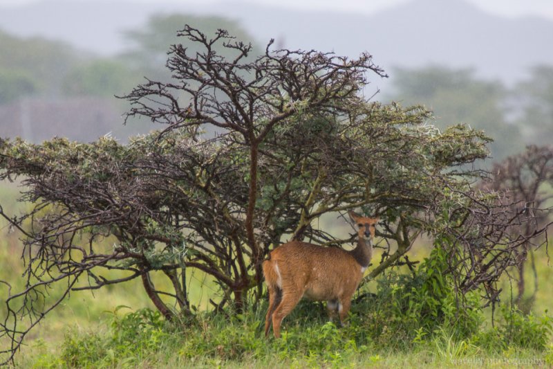 A Bushbuck found shield under the Whistling Thorn tree, Arusha National Park, Tanzania A Bushbuck found shield under the Whistling Thorn tree, Arusha National Park, Tanzania