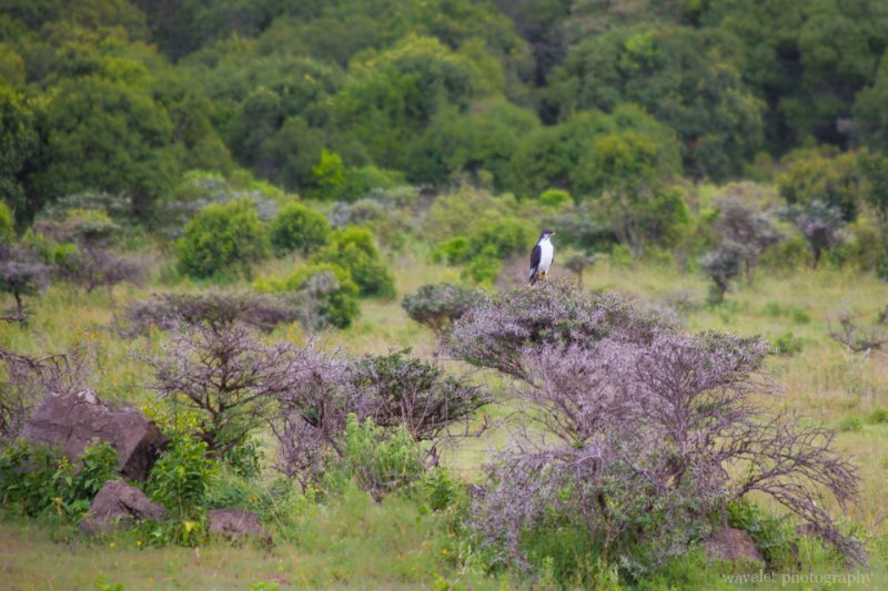 An African Hawk Eagle, Arusha National Park, Tanzania An African Hawk Eagle, Arusha National Park, Tanzania