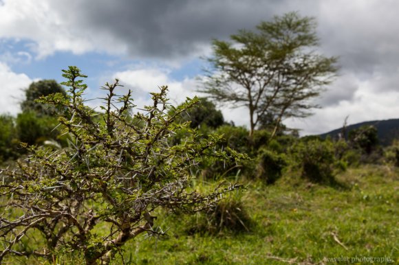 The Whistling Thorn tree, Arusha National Park, Tanzania The Whistling Thorn tree, Arusha National Park, Tanzania