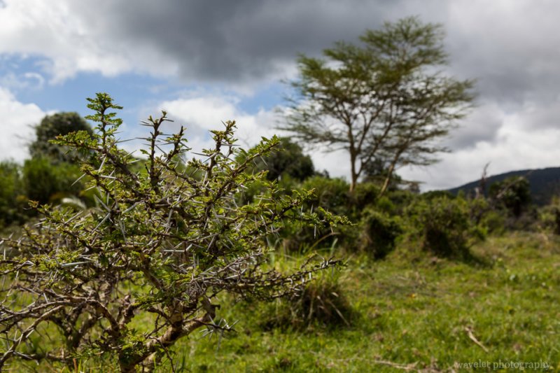 The Whistling Thorn tree, Arusha National Park, Tanzania The Whistling Thorn tree, Arusha National Park, Tanzania