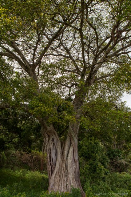 A fig tree, Arusha National Park, Tanzania A fig tree, Arusha National Park, Tanzania