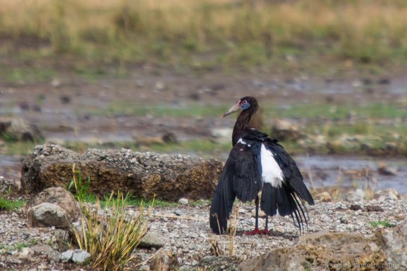 Abdim's Stork, Tarangire Abdim's Stork, Tarangire
