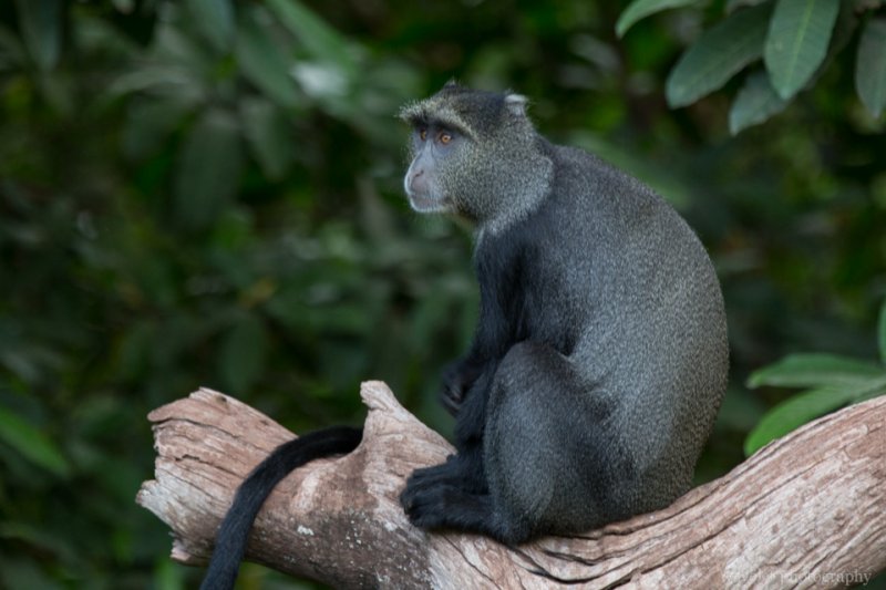 Blue Monkey, Lake Manyara National Park Blue Monkey, Lake Manyara National Park