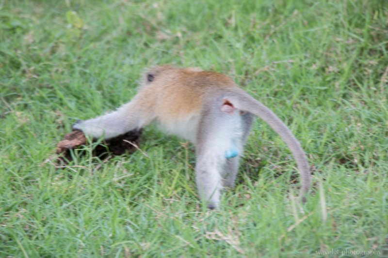 Blue-ball monkey, Lake Manyara National Park Blue-ball monkey, Lake Manyara National Park