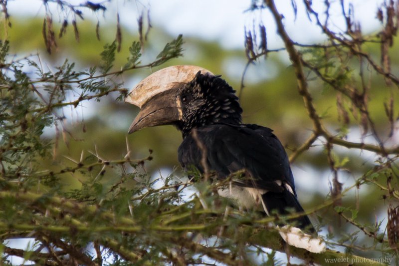 Silvery-cheeked Hornbill, Lake Manyara National Park Silvery-cheeked Hornbill, Lake Manyara National Park