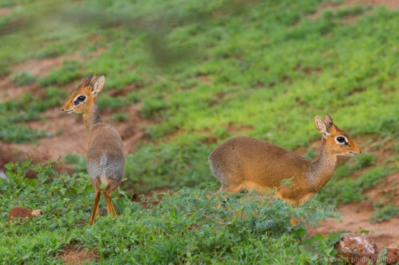 Dik-dik, Lake Manyara National Park Dik-dik, Lake Manyara National Park