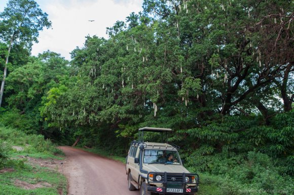 Sausage trees, Lake Manyara National Park Sausage trees, Lake Manyara National Park