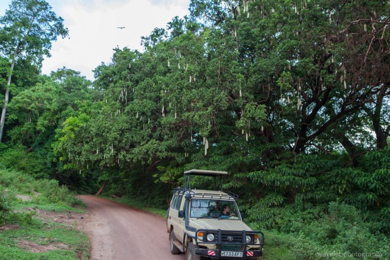 Sausage trees, Lake Manyara National Park Sausage trees, Lake Manyara National Park