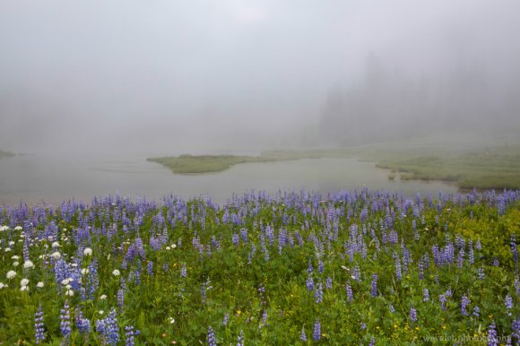 Lupine and Cow Parsnip, Tipsoo Lake, Mt. Rainier Lupine and Cow Parsnip, Tipsoo Lake, Mt. Rainier