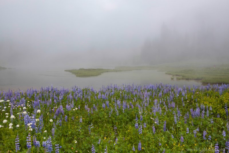 Lupine and Cow Parsnip, Tipsoo Lake, Mt. Rainier Lupine and Cow Parsnip, Tipsoo Lake, Mt. Rainier