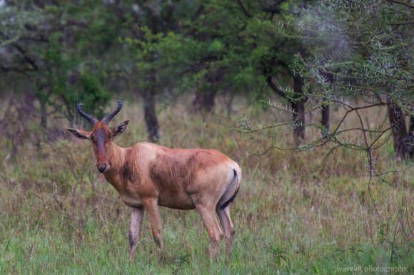 Hartebeest, Serengeti National Park Hartebeest, Serengeti National Park