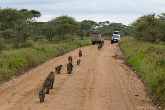 Baboon troop, Serengeti National Park Baboon troop, Serengeti National Park