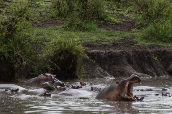 Hippos in the pond, Serengeti National Park Hippos in the pond, Serengeti National Park