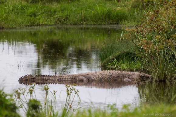Crocodile, Serengeti National Park Crocodile, Serengeti National Park