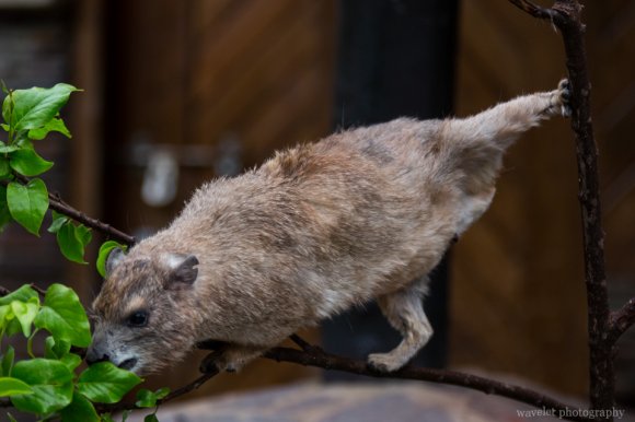 A Hyrax eating leaves, Serengeti National Park A Hyrax eating leaves, Serengeti National Park