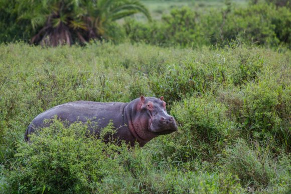 Hippo, Serengeti National Park Hippo, Serengeti National Park
