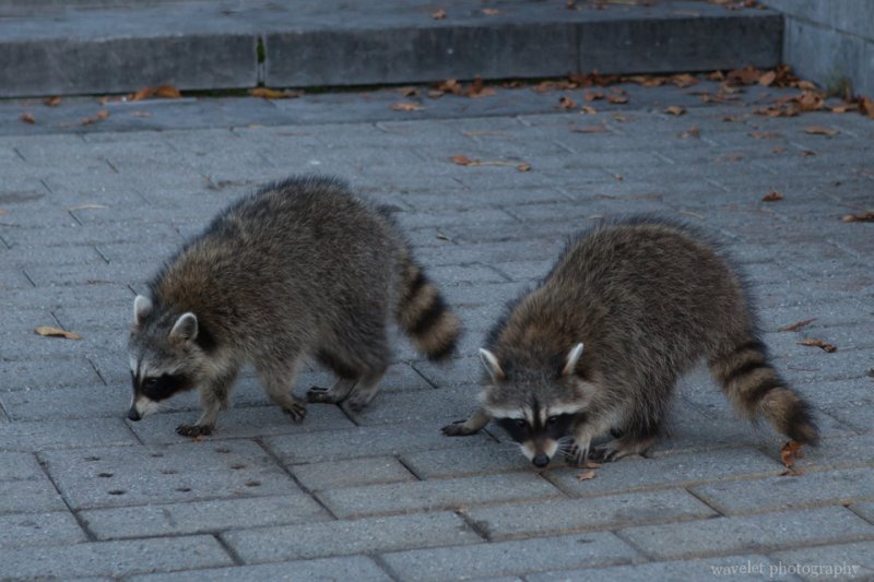 A pair of raccoons at Mount Royal Park, Montreal A pair of raccoons at Mount Royal Park, Montreal