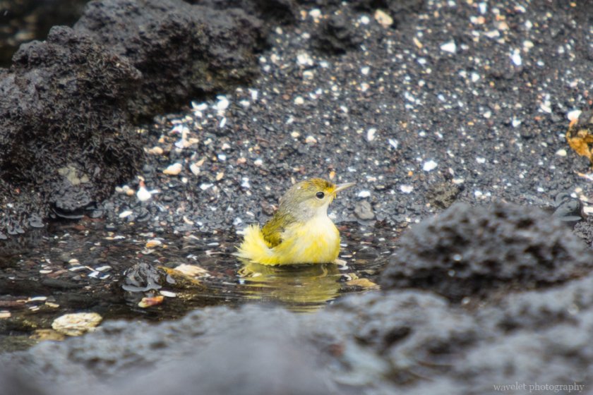Yellow Warbler, Bahía Urbina, Isabela Island Yellow Warbler, Bahía Urbina, Isabela Island