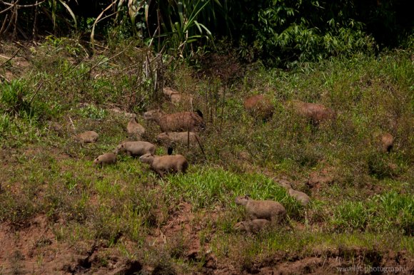 A Capybara Family A Capybara Family