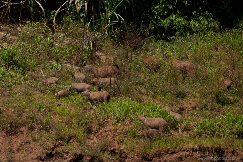 A Capybara Family A Capybara Family