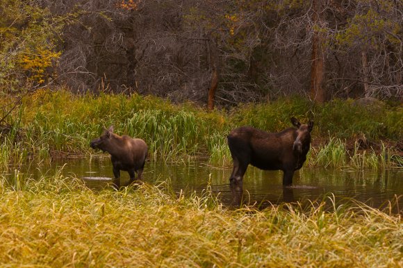 Moose Family, Bear Lake Rd., Rocky Mountain National Park Moose Family, Bear Lake Rd., Rocky Mountain National Park