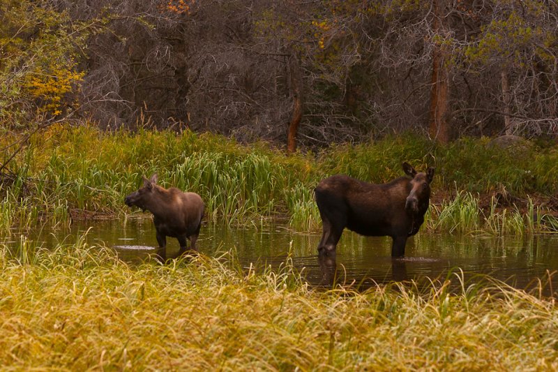 Moose Family, Bear Lake Rd., Rocky Mountain National Park Moose Family, Bear Lake Rd., Rocky Mountain National Park